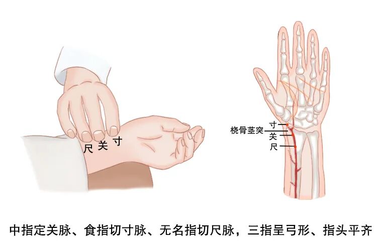 新篇｜金日光教授：（八）如何看待当前的医理和药理？(图2)