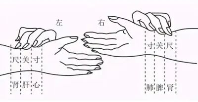 新篇｜金日光教授：（八）如何看待当前的医理和药理？(图6)