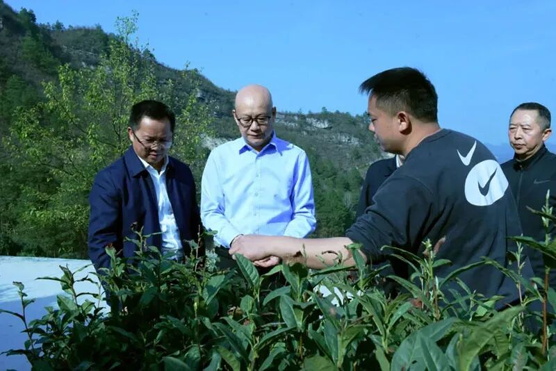 州人大常委会主任冉博到贵定县调研茶产业发展情况