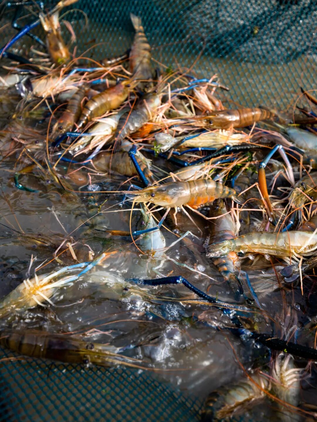 △高要罗氏沼虾。陈彦成 摄