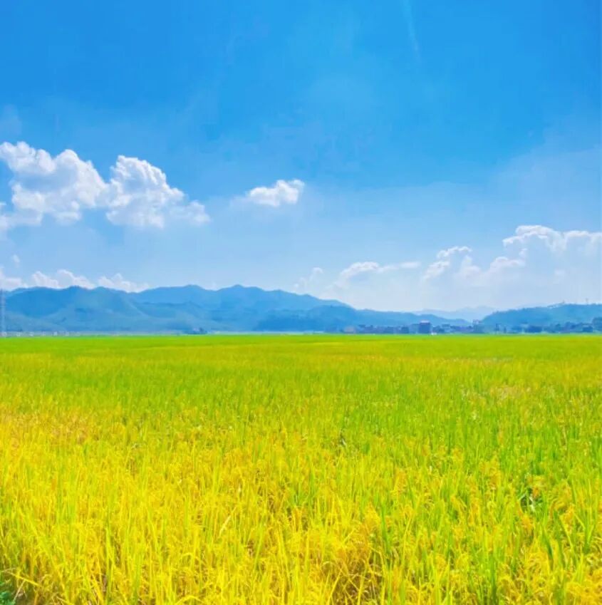 油画般的稻田就藏在这里