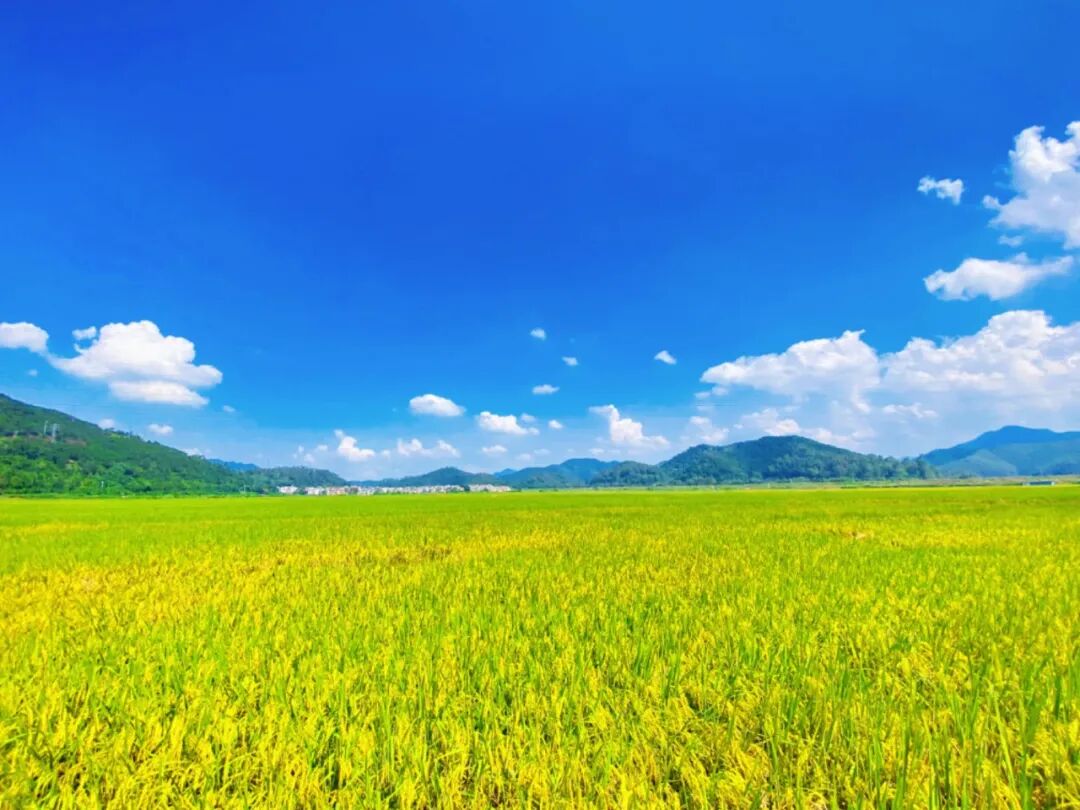 油画般的稻田就藏在这里