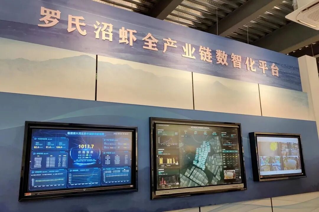 △罗氏沼虾全产业链数智化平台。孙捷 摄