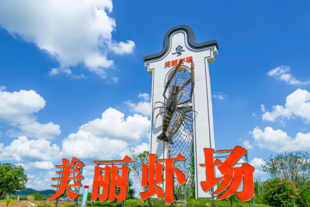 △“金龙美丽虾场”白土片区养殖规模达1.5万亩，产量达1.2万吨，产值达9.6亿元。肖志君 摄