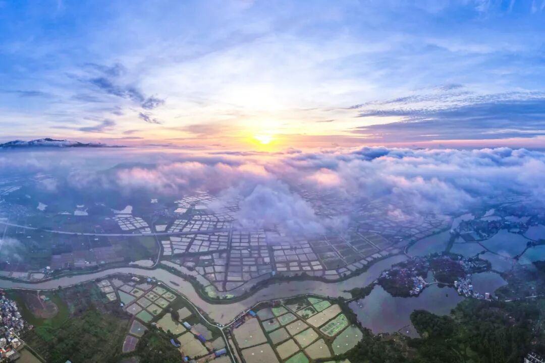 △高要区白土镇万亩虾塘。翟显华 摄