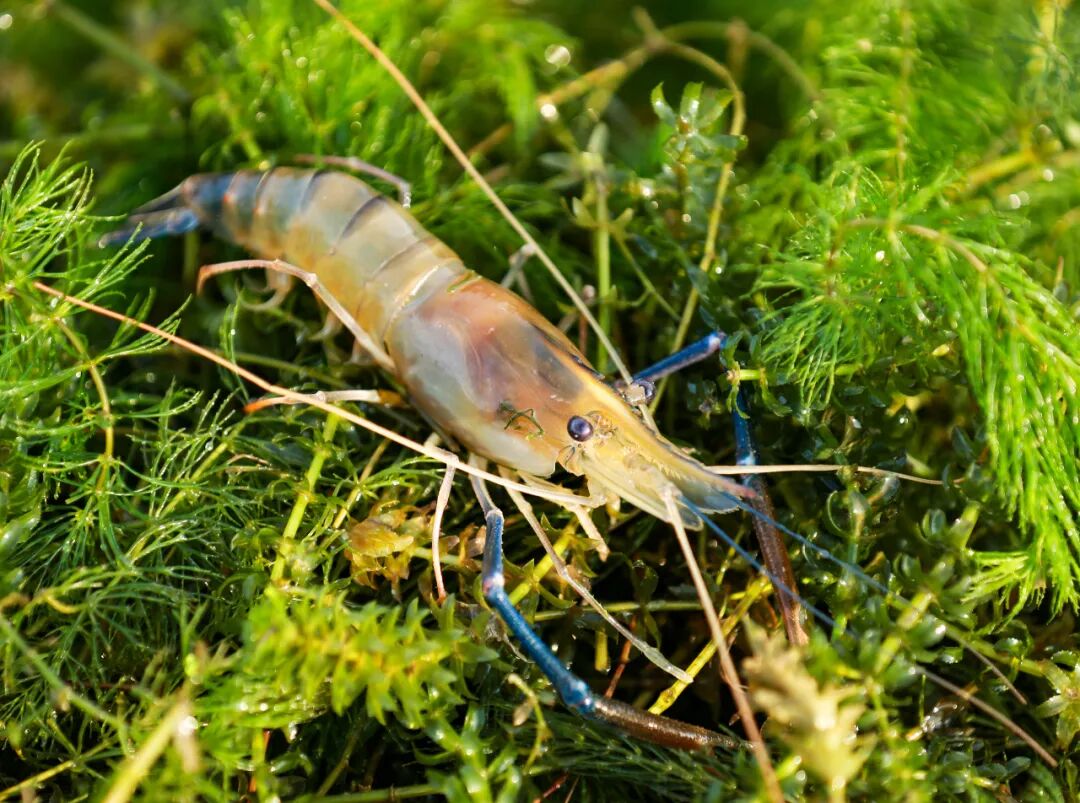 △高要罗氏沼虾“茜草+温棚”养殖模式。邹华彬 摄