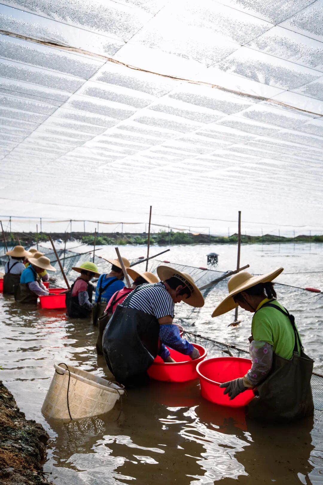 △工人在冬棚下捕捞罗氏虾。赖家乐 摄