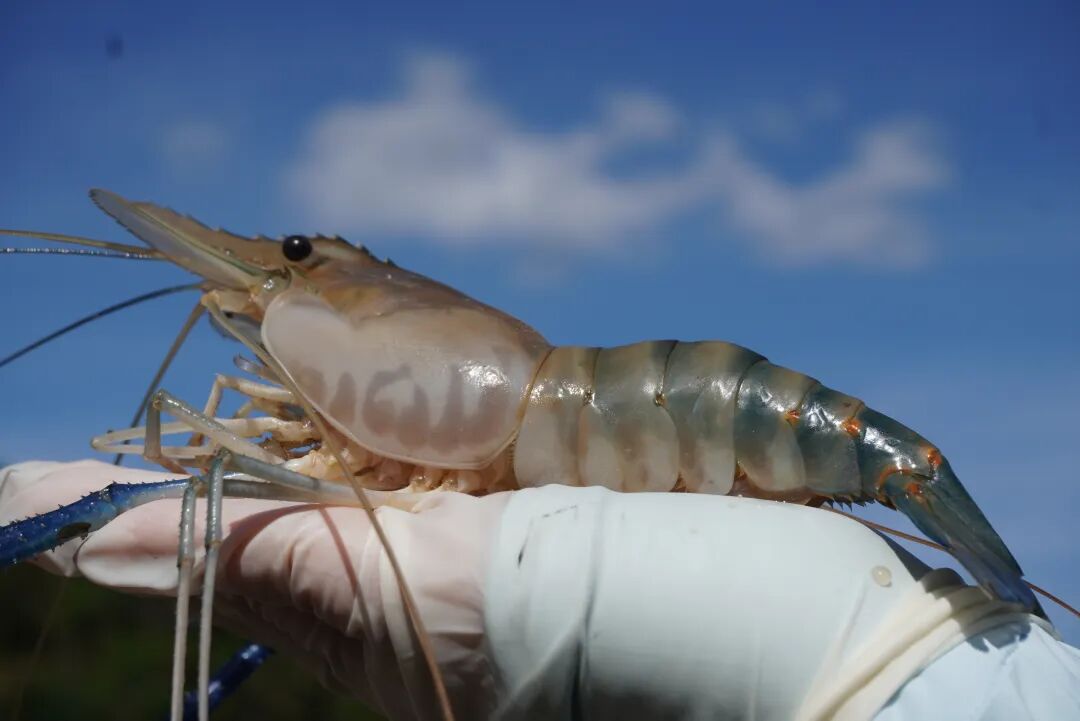 △高要罗氏沼虾。邓达荣 摄