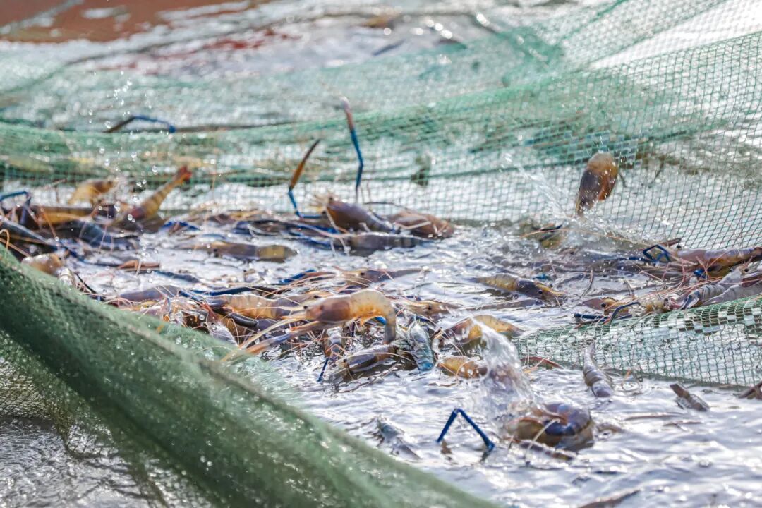 △生猛鲜活的高要罗氏沼虾。陈彦成 摄