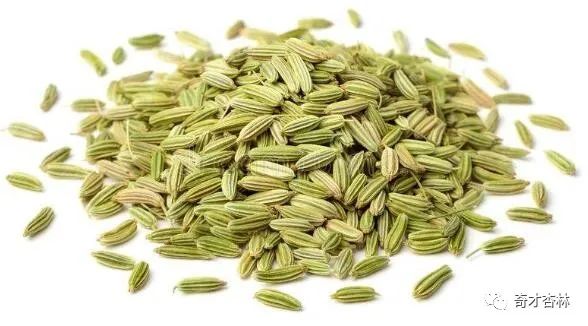 每天认识一味中草药——小茴香
