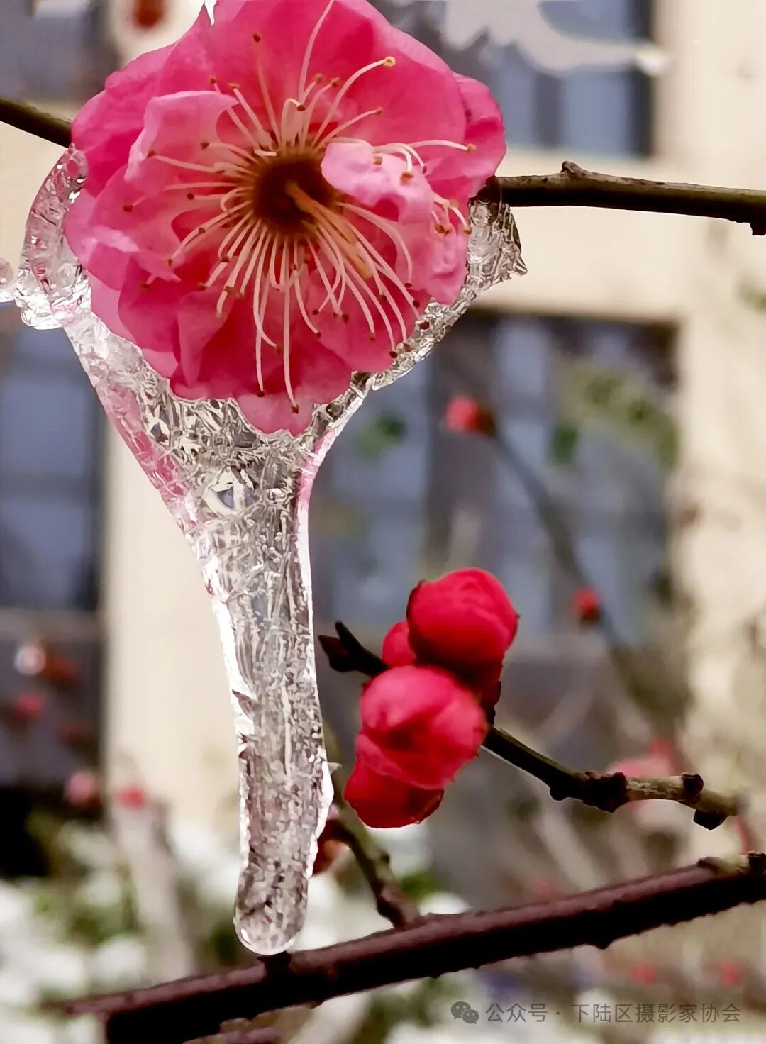 16幅年味摄影美图一起来瞧瞧