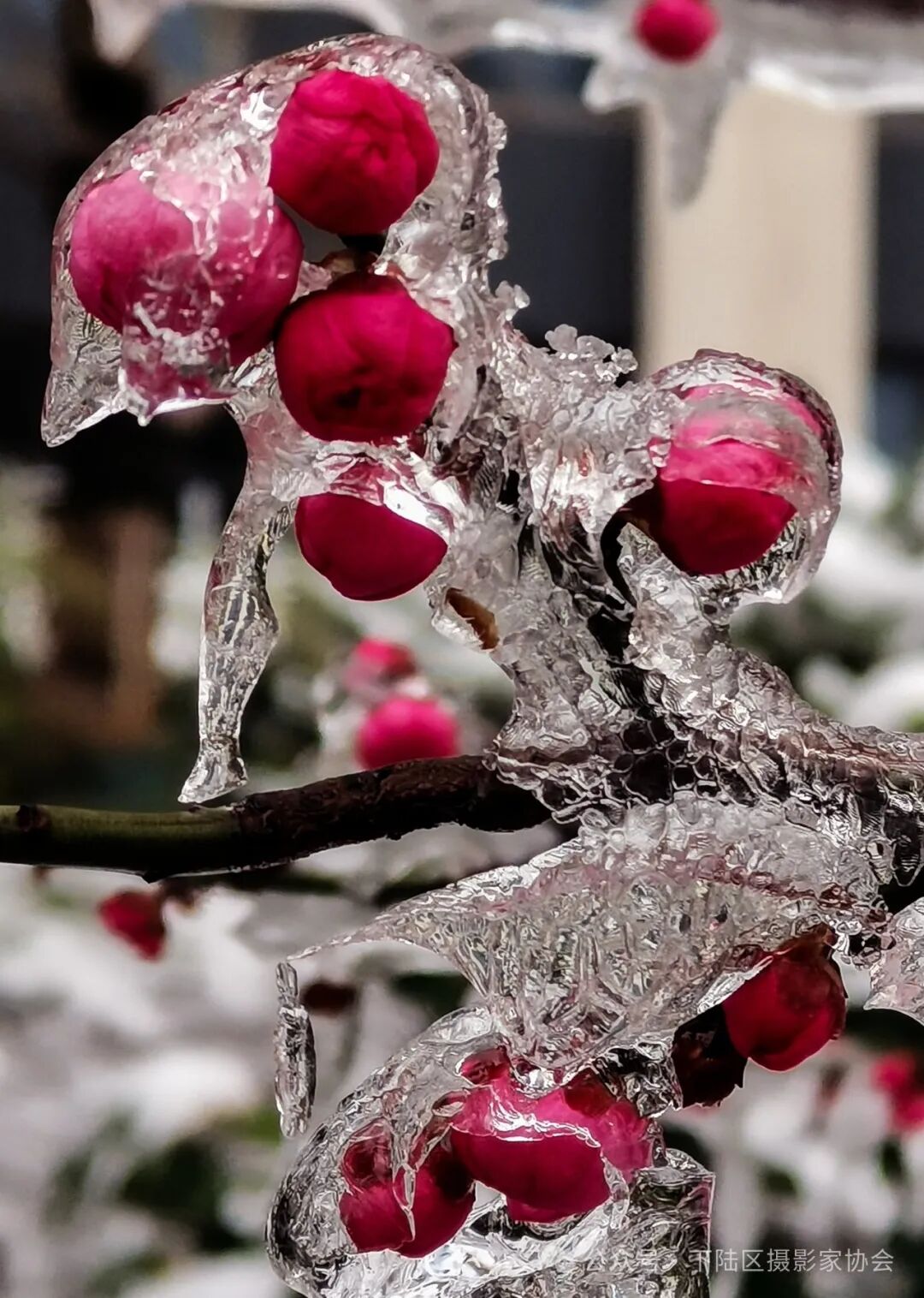 16幅年味摄影美图一起来瞧瞧