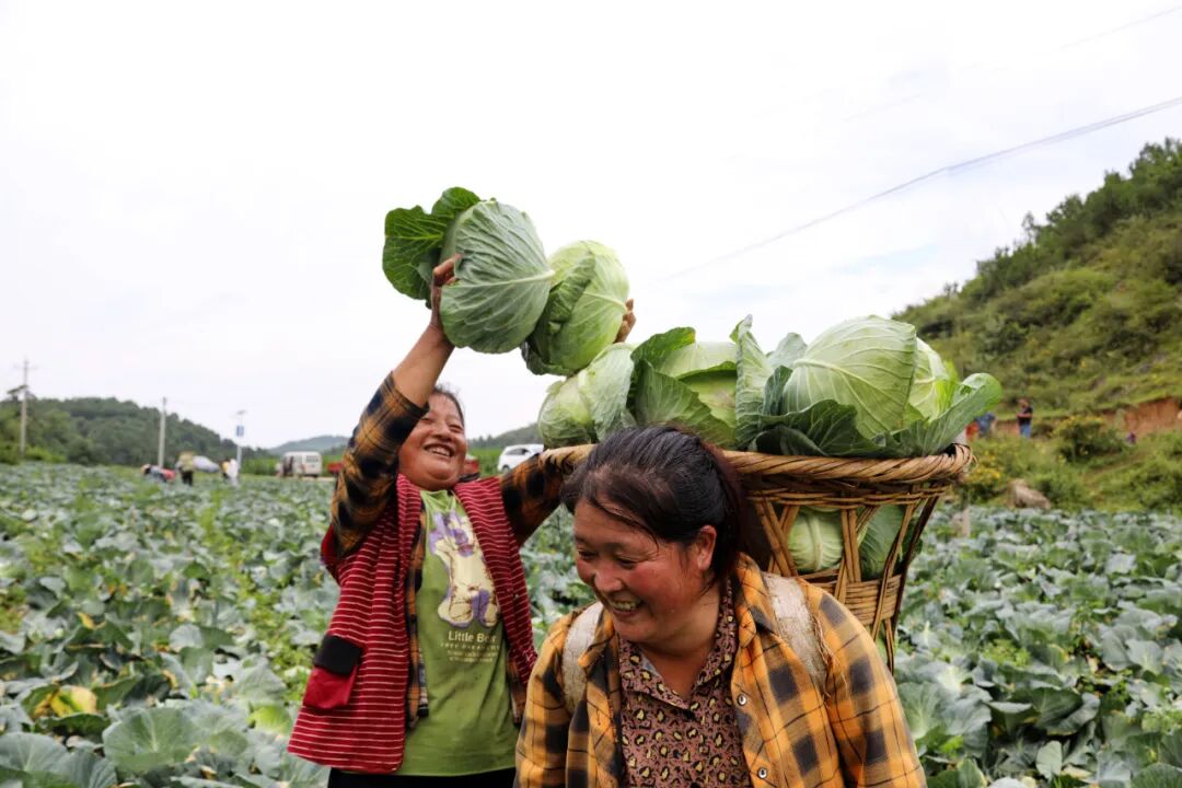 威宁县羊街镇西华村:蔬菜种植描绘乡村振兴美好画卷