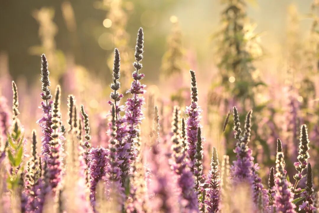 导什么针什么作用鼻炎反复多年？“鼻炎针”+颊针，可能是另一种解法_https://www.jmylbn.com_新闻资讯_第2张