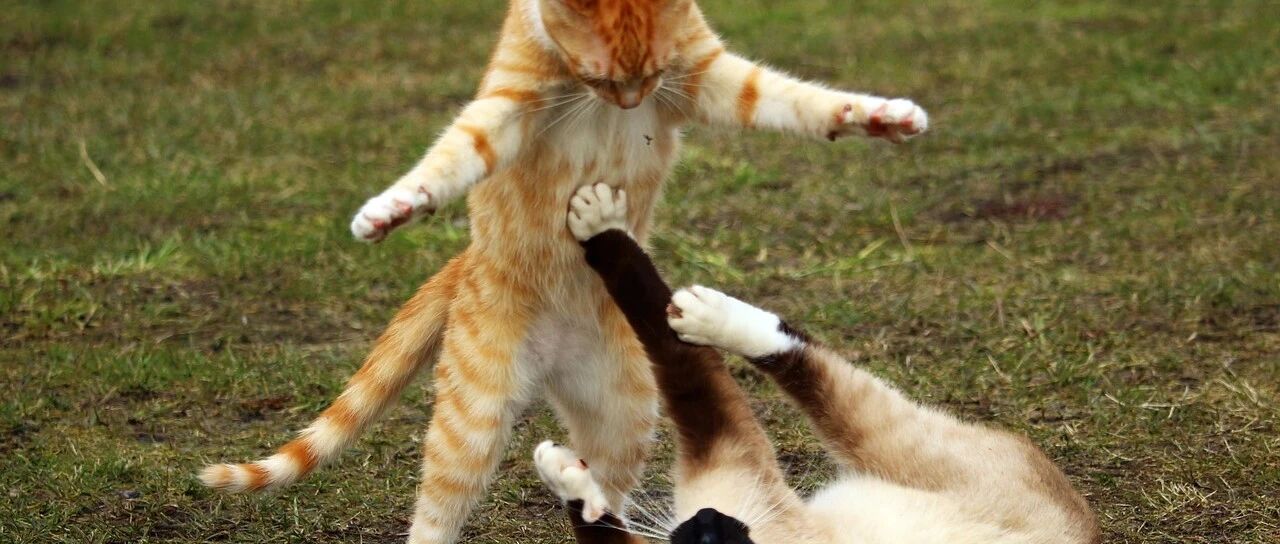 母猫交配完成后，满地打滚、攻击公猫，为何穿上裤子就不认猫？