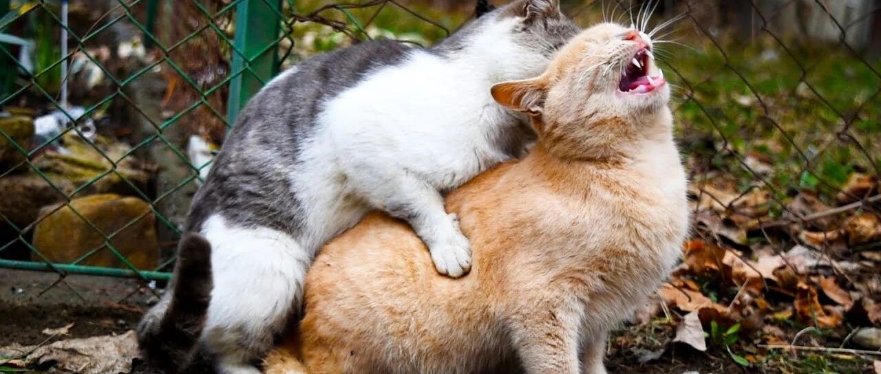 母猫交配后就攻击公猫，“穿上裤子不认人”，为何会这样？