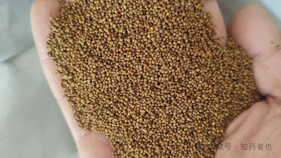 这两匹中药材中的“黑马”成新宠