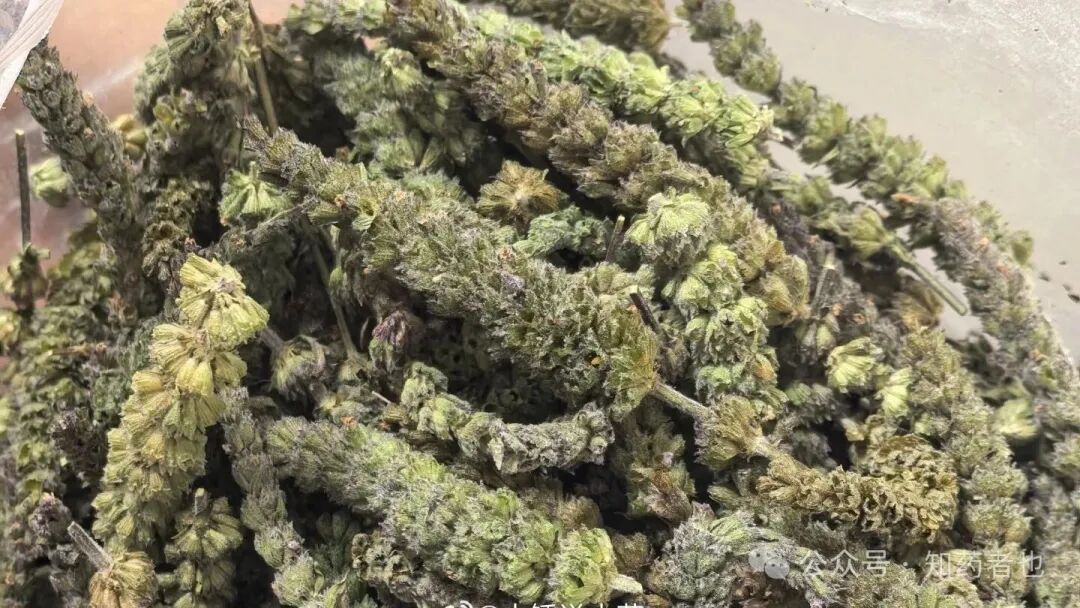 药市深夜异动：两匹“黑马”悄然杀出