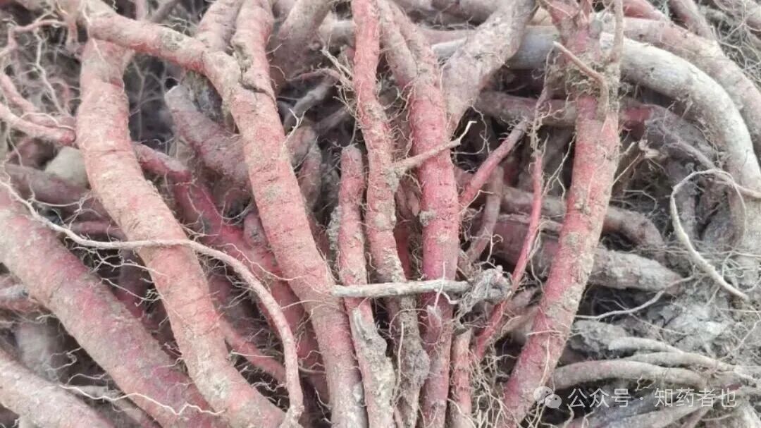 这五个中药材即将涨价，是谣言还是事实？