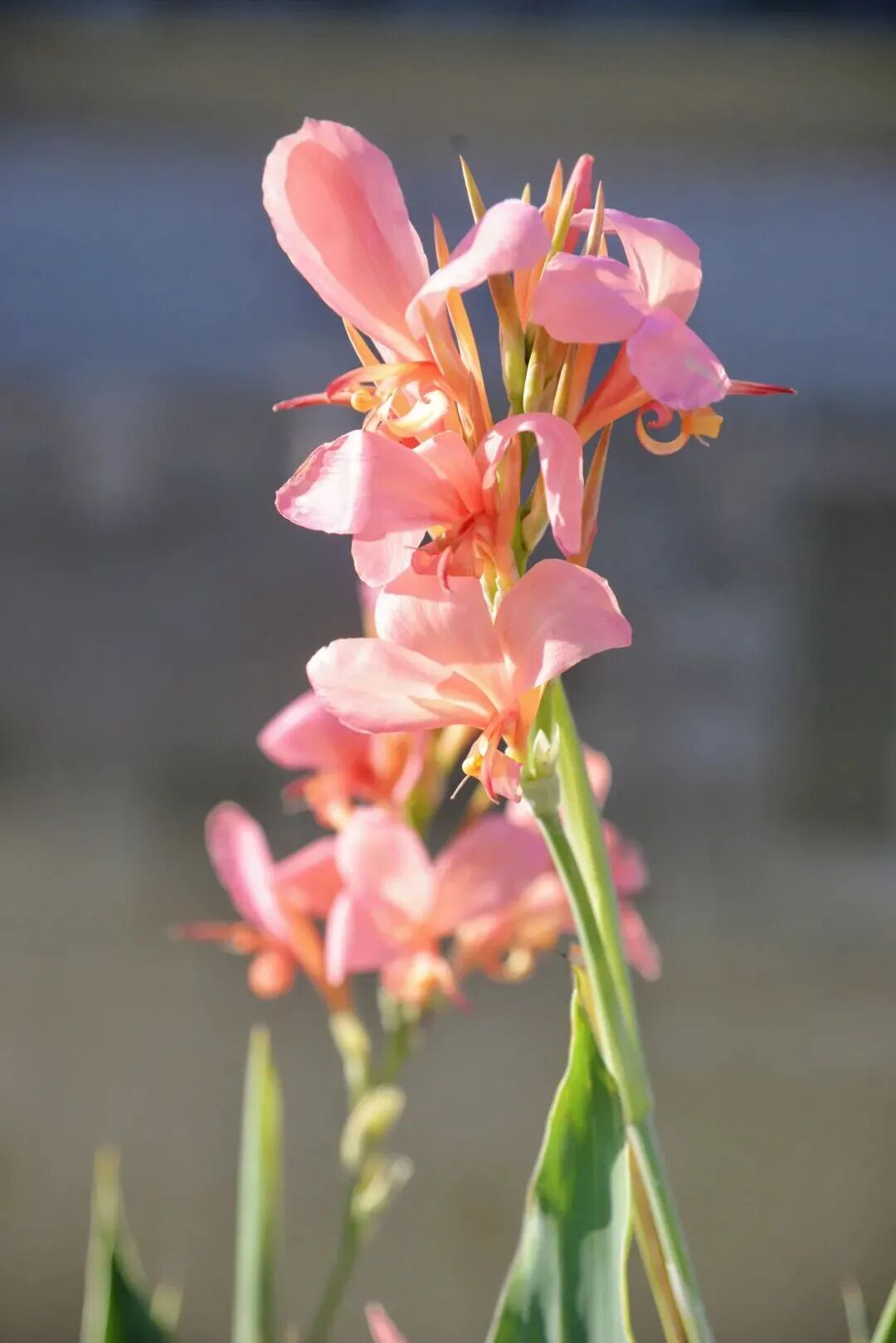古街莲韵沐清风