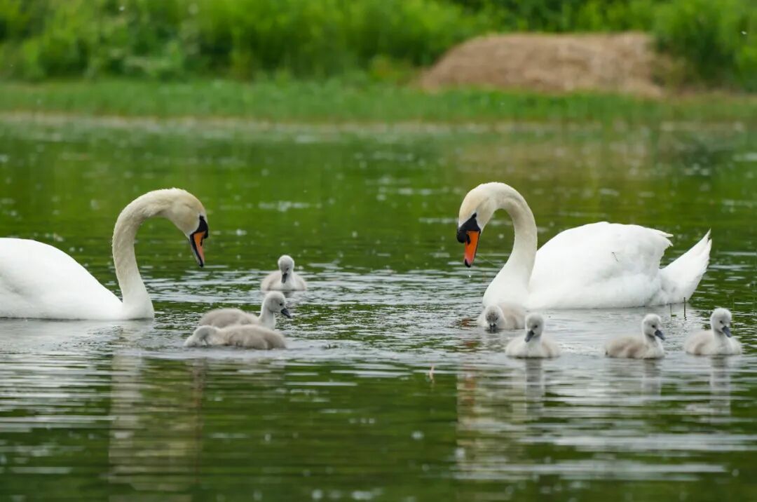 郑州版"天鹅湖"升级上演