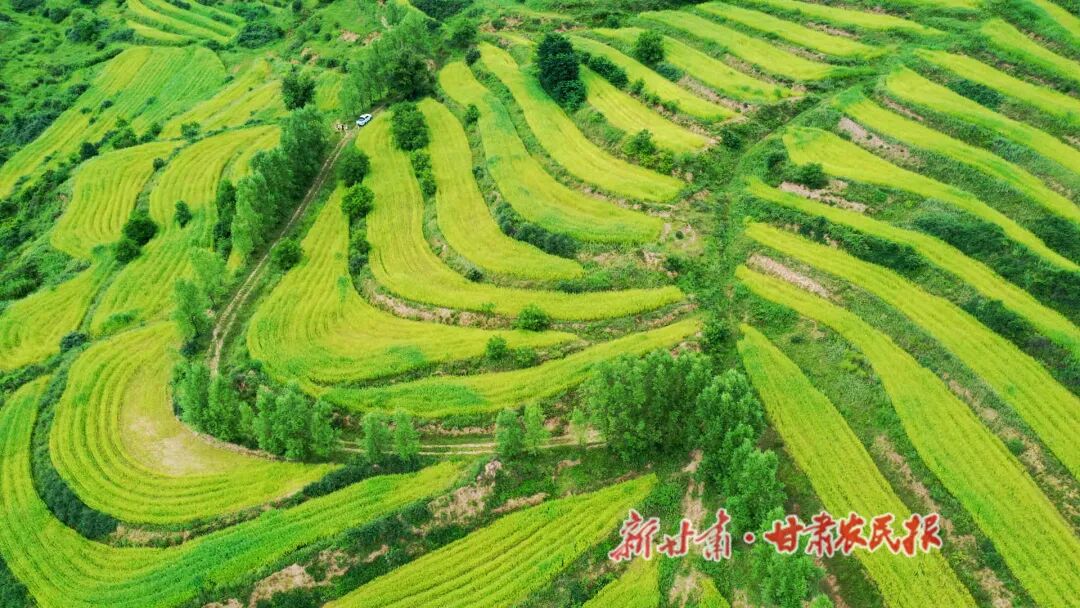 清水县白沙镇：汉麻长势喜人 田间孕育好“丰”景