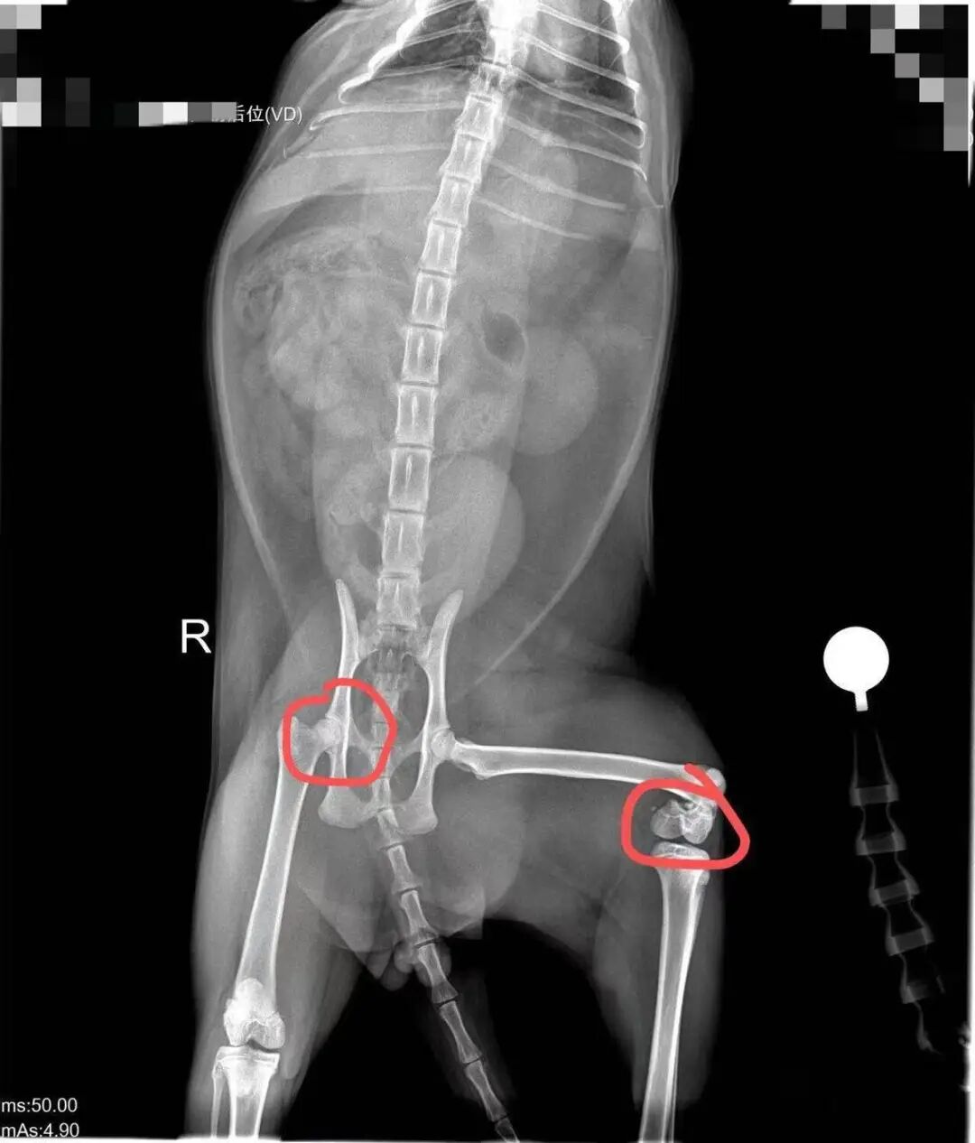 叶青的猫咪目前右腿骨裂、左腿骨折