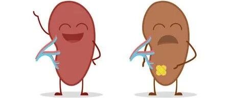 【中医知识小讲堂】五脏六腑的功能—脾