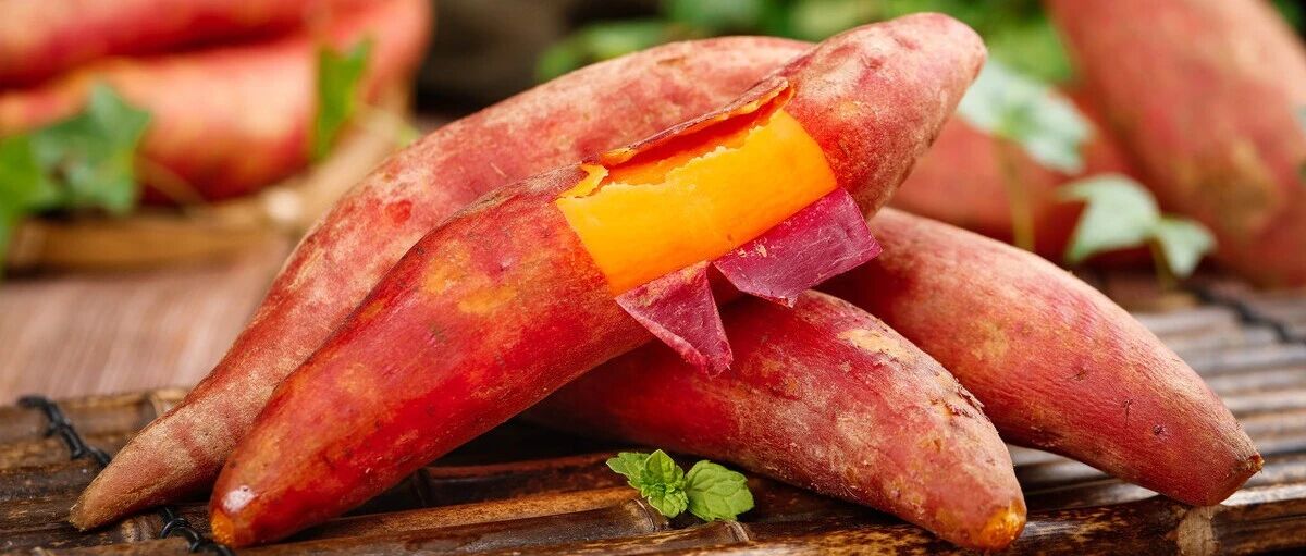 【中医药膳学】红薯及肺肾阴虚型慢性支气管炎