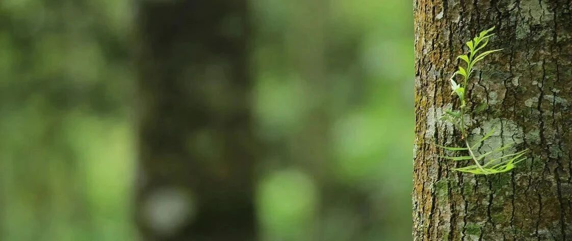 【科普】夏季虫咬皮炎怎么办？