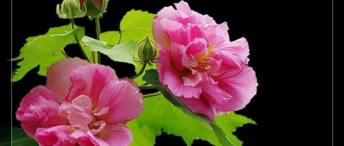 【中药】清热消肿散疮疡，这种植物你家阳台就可以种～