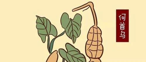 【中药】何首乌安全用药指南