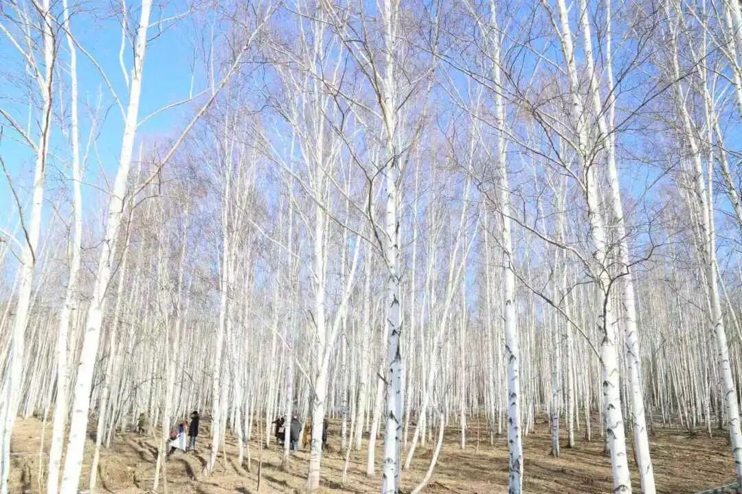 微信图片_20260508090519_11_2.jpg