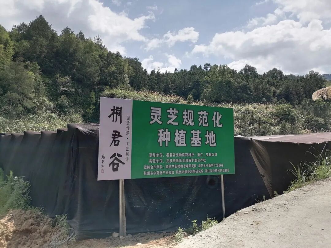 春季养肝不妨多吃点破壁灵芝孢子粉