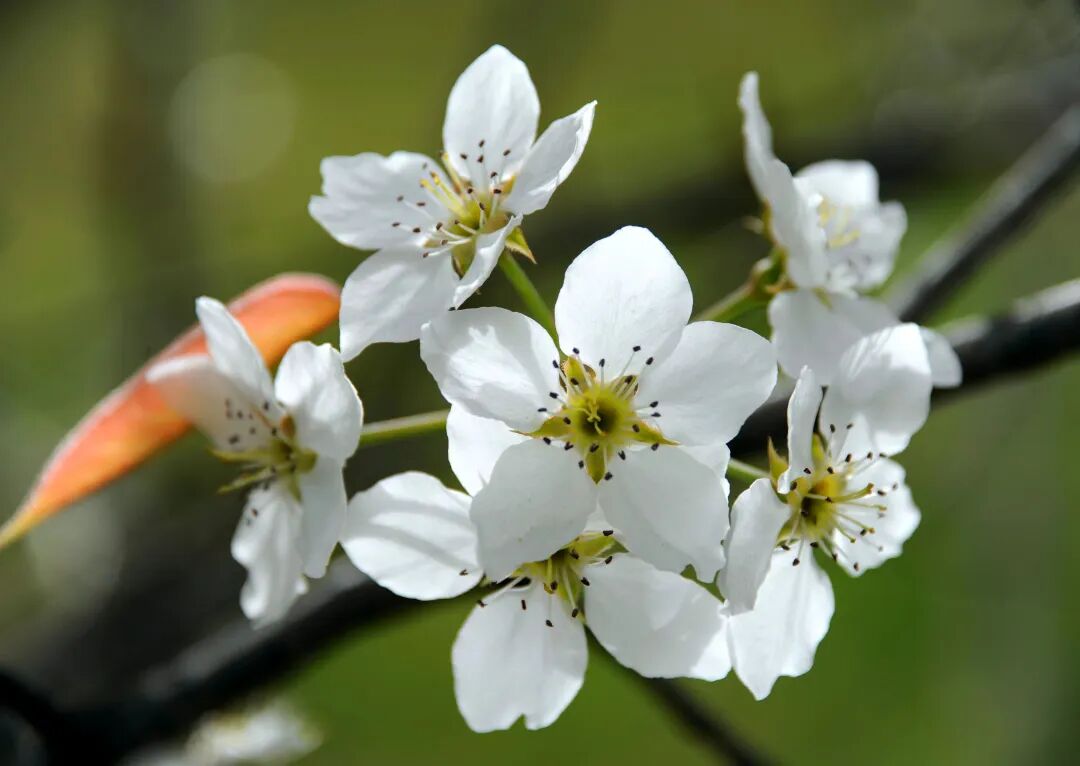 美丽河北满城梨花耀春光诚邀君来魏县赏