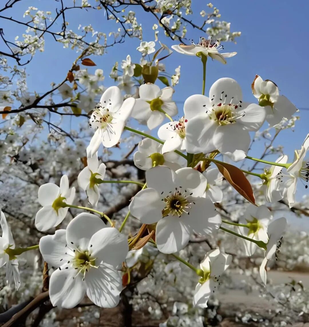 美丽河北:满城梨花耀春光,诚邀君来魏县赏!