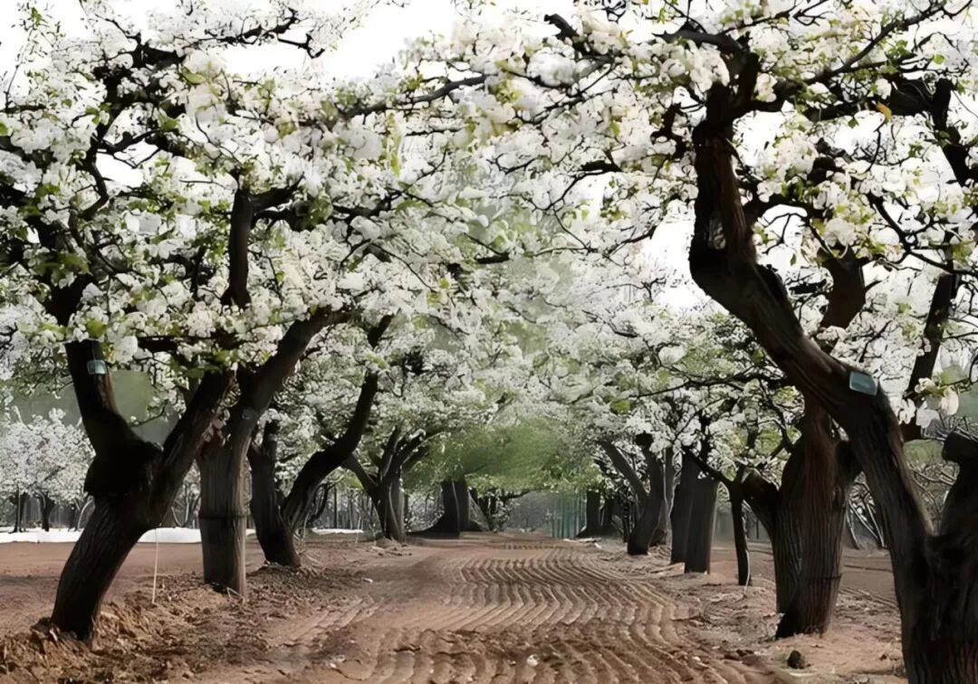 美丽河北:满城梨花耀春光,诚邀君来魏县赏!