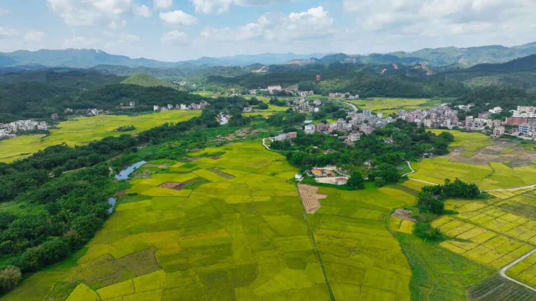 龙圩区:"丰"景如画 10万亩早稻迎丰收 - 今日龙圩 - 广西梧州龙圩区