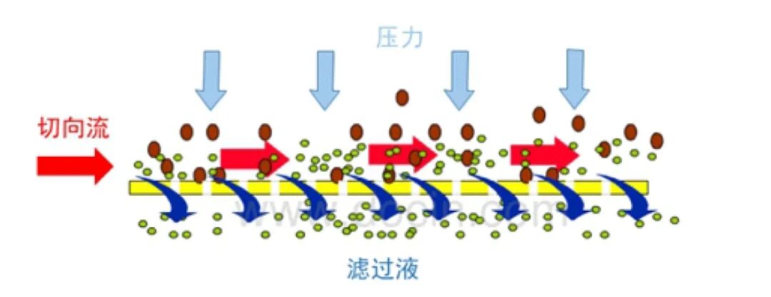 蘭格蠕動泵在切向流過濾中的應(yīng)用