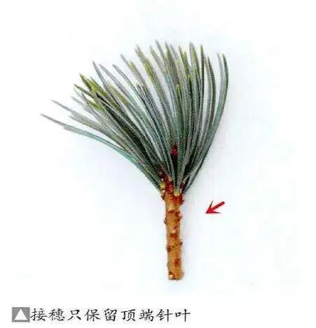 松树播种育苗偶然会出现一些优秀的变种,但这些变种难以通过播种繁殖