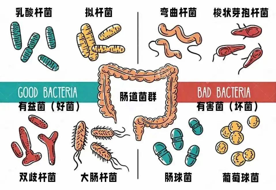 7个月宝宝拉粑粑一坨坨像大人一样