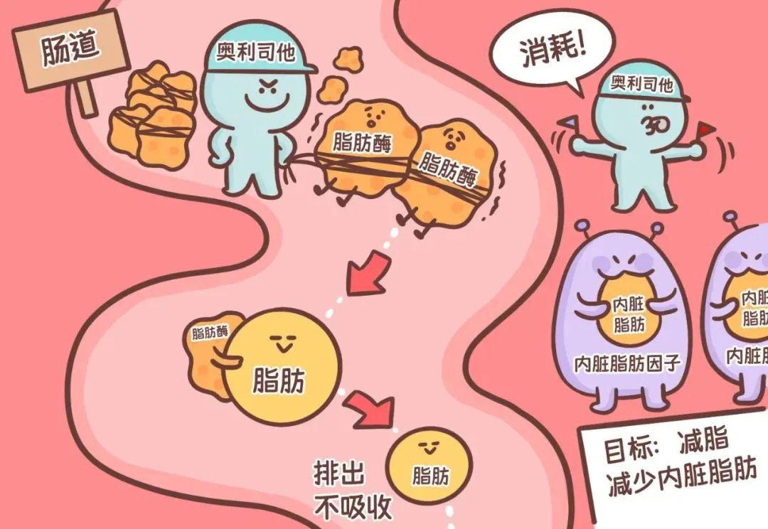 減肥藥物奧利司他的作用機制是_減肥藥物推薦_藥物減肥