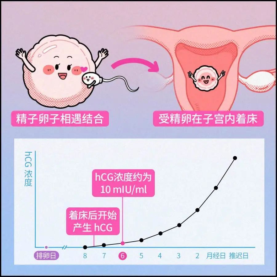 同房多久会怀孕