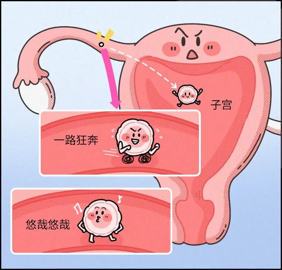 同房多久会怀孕