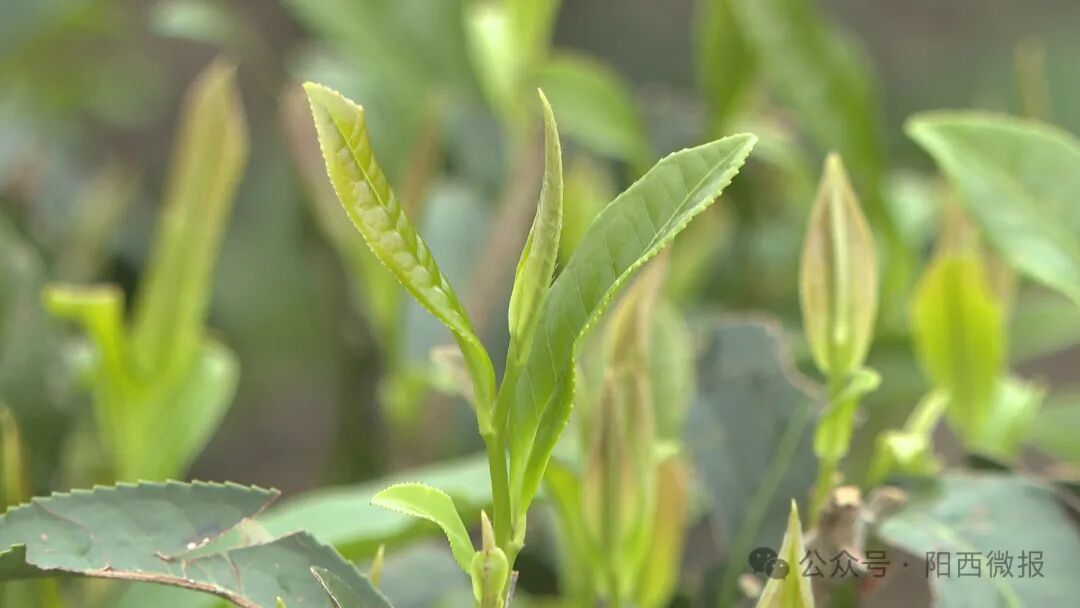 新墟镇举办东水山茶开采节活动