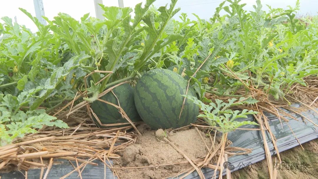 【百千万工程】上洋西瓜4月上旬上市 -阳西县人民政府网站