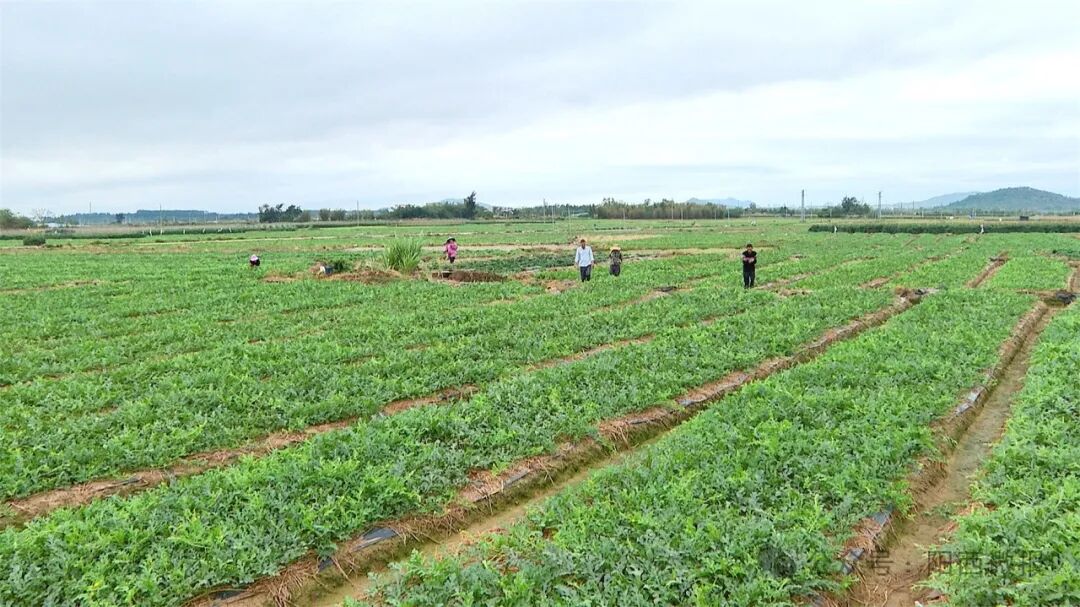 百千万工程上洋西瓜4月上旬上市