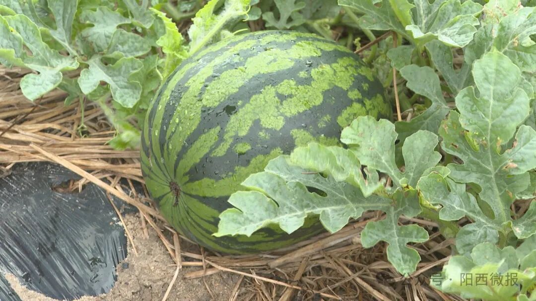 【百千万工程】上洋西瓜4月上旬上市 -阳西县人民政府网站