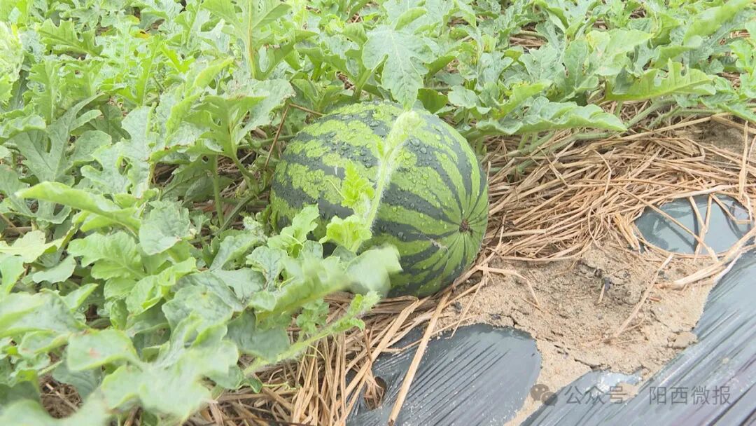您当前所在位置:>首页>新闻>阳西新闻>记者来到上洋镇双鱼村西瓜种植