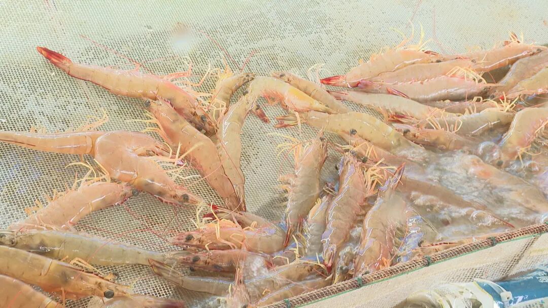 沙扒天然野生大明虾上市